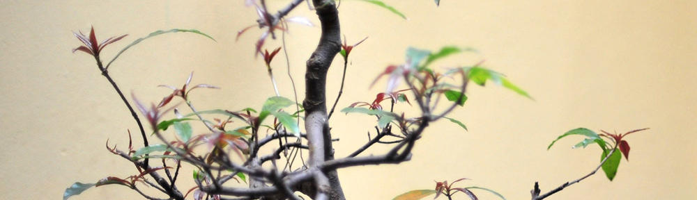 Galer&iacute;a Norte